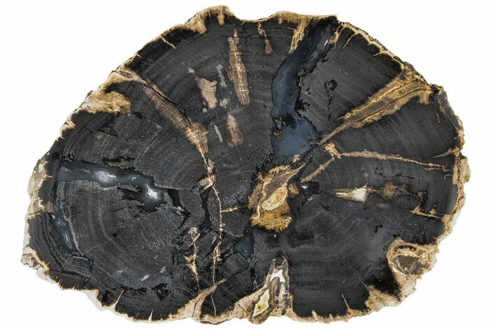 Petrified Wood (Schinoxylon) Round - Blue Forest, Wyoming #184984